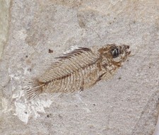 Pesce, Montepostalia