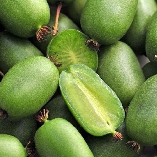 Actinidia arguta jumbo kiwi - arguta,