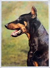 Pastore tedesco, foto d'epoca fine art.