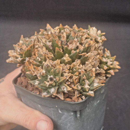 Ariocarpus agavoides form - agavoides,