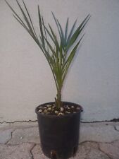 Pianta palma Phoenix Canariensis v.15 cm - altezza 40cm circa