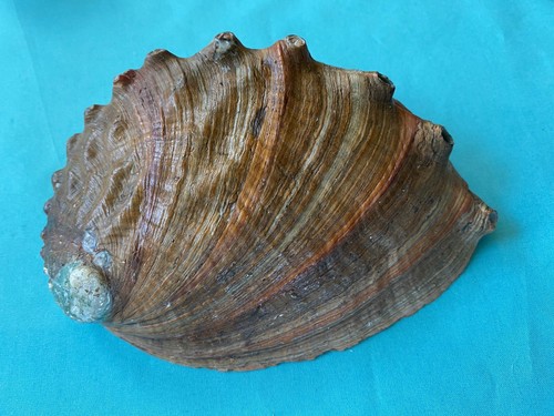 Conchiglia naturale haliotis - conchiglia,