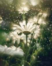 Obiettivo Helios 44M f,2 modifica Petzval Dreamy Swirly Bokeh Angel Wing M42