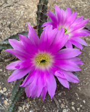Echinocereus pentalophus - echinocereus,