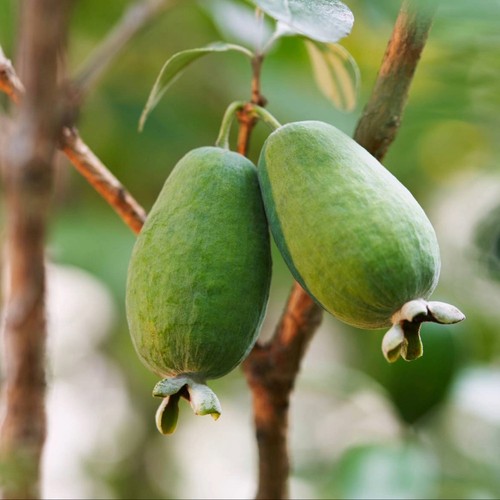 Pianta frutto feijoa in - pianta, da