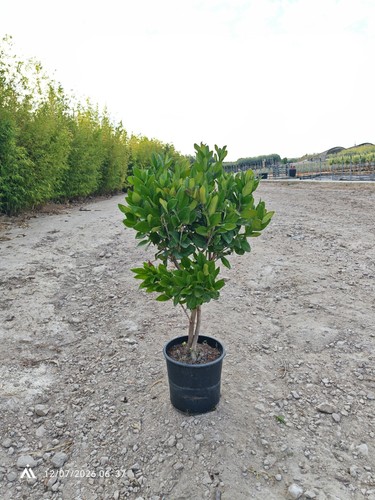 Ligustrum texanum cesp - ligustrum, cesp.24