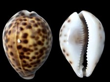 Cypraea tigris, Penang