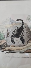 STAMPA SCORPIONE Comune Africano Petraroia Boschi XIX sec. Atlante Zoologico