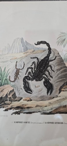 Stampa scorpione comune - scorpione,