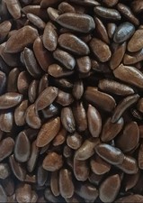 500 asimina triloba - 500,