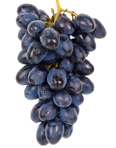 Pianta uva vite innestata - uva,