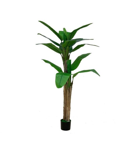 Pianta banano ornamentale - pianta,