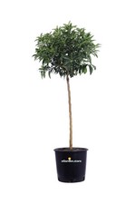 Pianta vera di Mandarino