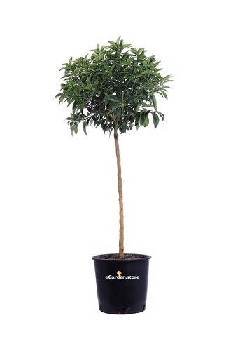 Pianta vera mandarino - pianta,