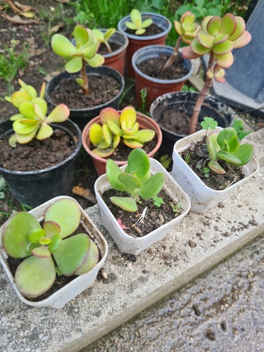 Albero giada pianta grassa - di,