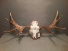  Vecchio Trofeo Corna Di Alce Con Scudo In Legno