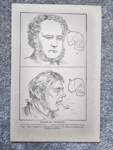 Dignity phrenology antique - dignity,