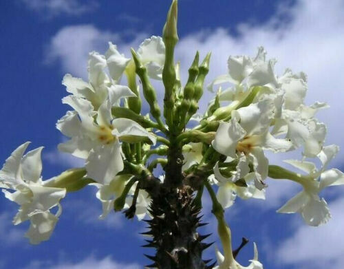 Pachypodium rutenbergianum