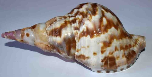 Sea shell ranellidae - shell,