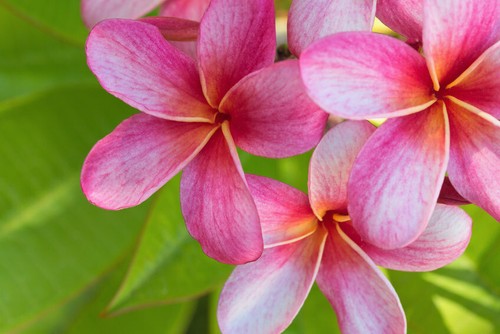Semi plumeria fahrenheit - semi, di