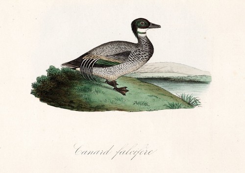 Anatre falcifere uccelli - anatre,