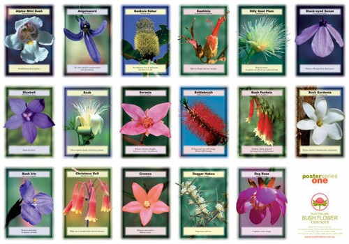 Australian bush flower - bush,