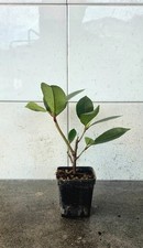 Photinia red robin, vaso 7x7, H 10/15 cm. circa. Per realizzare siepi o cespugli