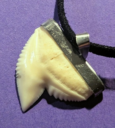 Dente squalo montato molto - di,