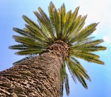 Phoenix canariensis | Canary