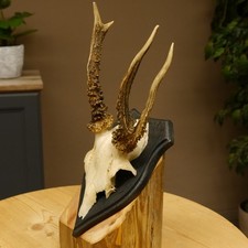 Corna Anormale Di Capriolo Con