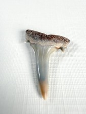 Dente di squalo tigre sabbia