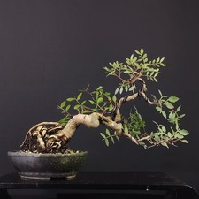 BONSAI PISTACCHIO Lentisco