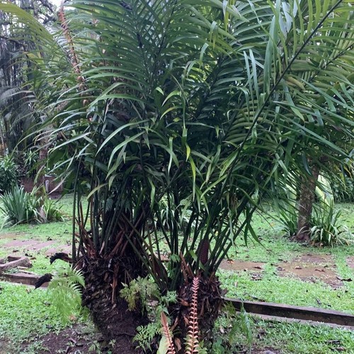 Pitogo curran cycas - pitogo, (cycas
