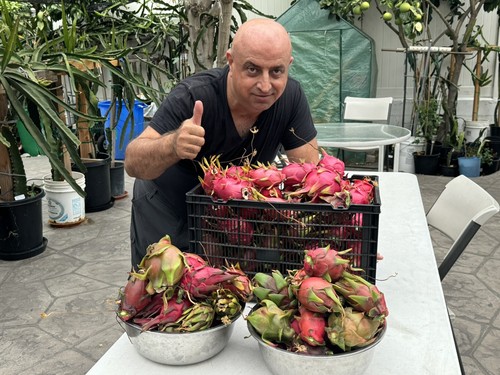 Drago frutta tagli rara - drago, 5