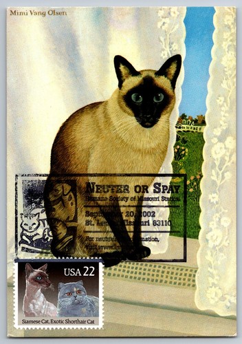 2372 maxi card gatti - gatti,