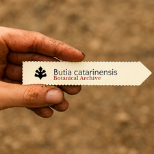 Butia catarinensis SEEDS -  -