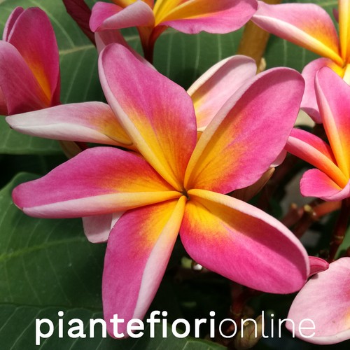 Plumeria peter rainbow - peter's,