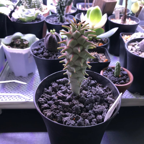 Pezzo 8 cm euphorbia - 1,5-1,8,