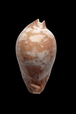 SHELL CONCHIGLIA CYPRAEA