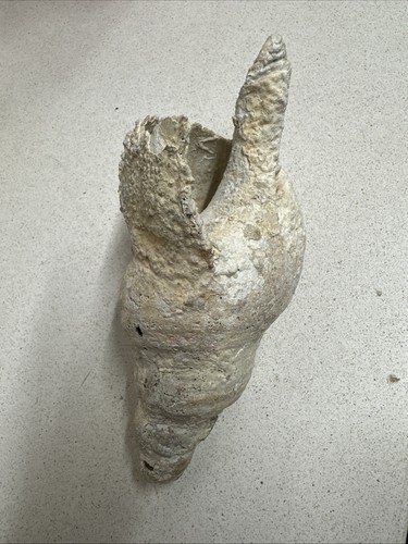 Fossile conchiglia - fossile,