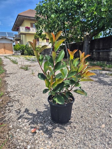 Photinia red robin - robin,