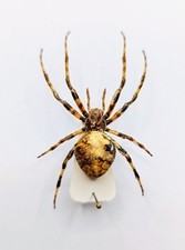 Entomology Taxidermy : Araneus Marmoreus 20mm+/-. A1