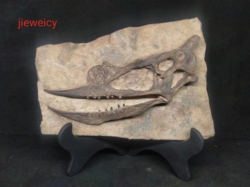 Nuovo replica fossile - nuovo,,