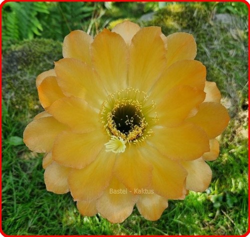 Trichocereus-Echinopsis-Lobivi