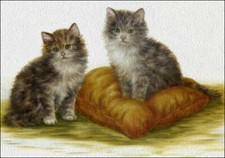 CARTOLINA POST CARD CATS GATTI