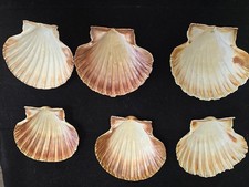 Raro set piatti con - raro,