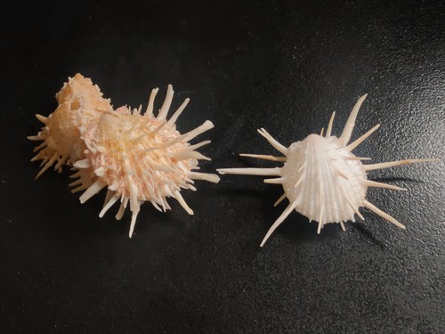 Conchiglia shell lotto - shell,