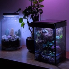 Terrario a Pioggia Giardinetto Zen 100% automatizzato