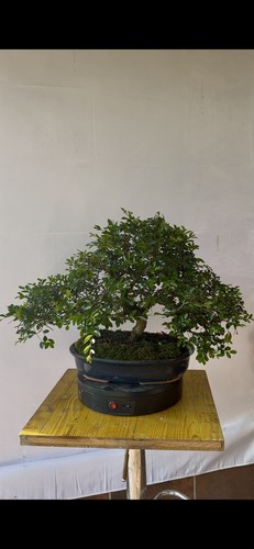 Bonsai olmo cinese vaso - bonsai,