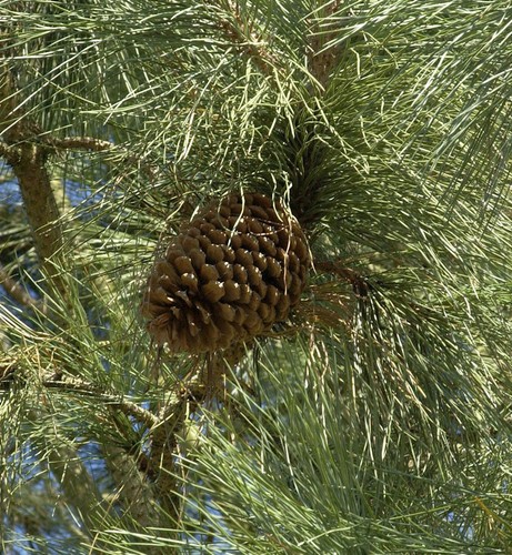 Pino jeffrey 100 pinus - -,